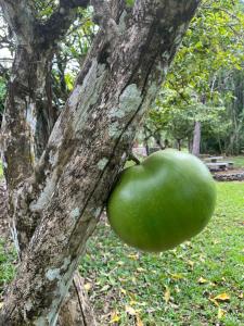 Bamboo Garden Villas