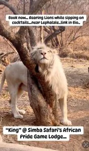 The Lion House - Marken