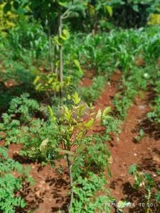 Ecostarcourts - Maua