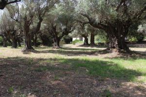 Maisons de vacances Maison 55m2 cadre campagne, le mas des anges : photos des chambres