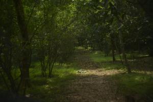 Forest Camping Fun Hostel