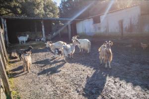 Maisons de vacances Ferme I Frassedi : photos des chambres