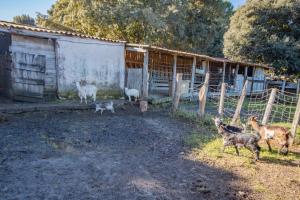 Maisons de vacances Ferme I Frassedi : photos des chambres
