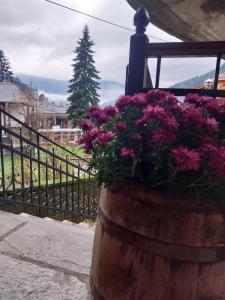 ΛΑΓΟΥΜΙ suite Α3