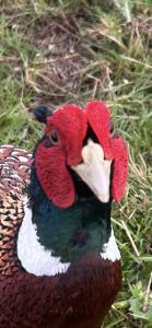 Cotswold Shepherd hut Hot Tub sauna Dog friendly