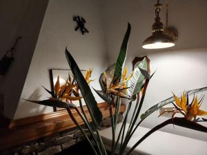 a vacation that becomes a dream img12