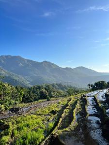 Kingdom of Rustic Ella