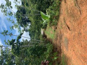 Villa with primary forest view