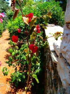 Volta Stonehouse Apartments Kythira Greece