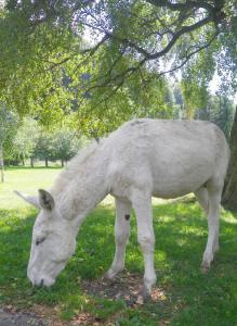 Campings Camping Les Vernieres La Bourboule Sancy : photos des chambres