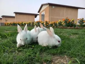 Wildlense Wild Retreat - Khatīma