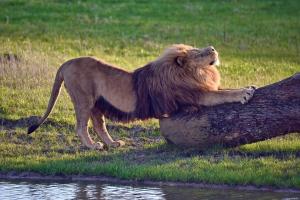 Le Royaume des Lions