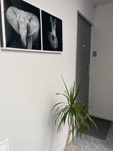 Appartements Studio du faubourg : photos des chambres