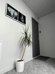 Appartements Studio du faubourg : photos des chambres