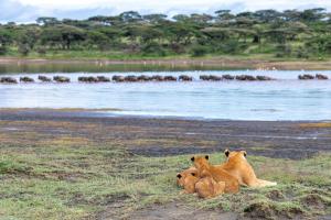 Africa Safari South Serengeti Ndutu Camping
