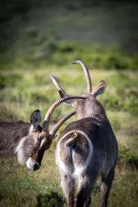 Garden Route Safari Camp - Herbertsdale