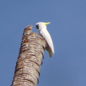 Puyau Bird Watching Raja Ampat