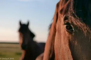 Reiterhof Gründeich - Utgast