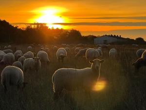 Haffhäuser am Stettiner Haff Haus 1 WE 5 GOLF Special buchbar