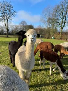 Enchanting Holiday Home With Alpacas In Lundeborg