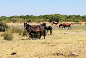 Villa Isola Bella - Bianconero img28