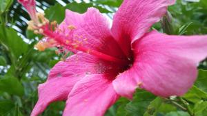 Happy staycation - Hotel 4 stelle a Nadi