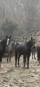 Monte Brugiana Centro trekking a cavallo