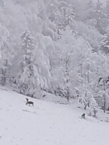 Aparthotel Panorama-Czarna Góra Resort