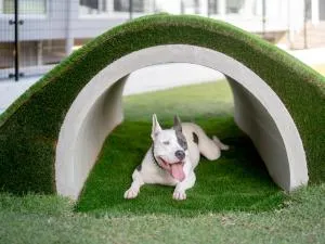 Dog Hotel Shirahama ドッグホテル シラハマ - Oshite