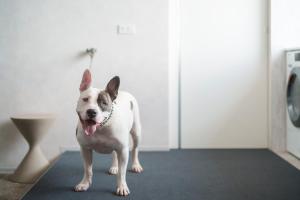 Dog Hotel Shirahama ドッグホテル シラハマ