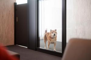 Dog Hotel Shirahama ドッグホテル シラハマ