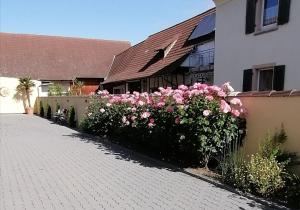 Dreiländereck-Ferienwohnung in Eschbach