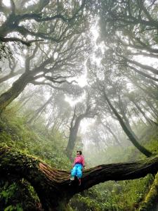 Bikkis jungle homestay