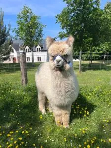 Balachladaich - Loch Ness Beachfront - Belladrum