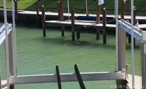 Kendall Drive - 4hvězdičkové hotely ve městě Marco Island