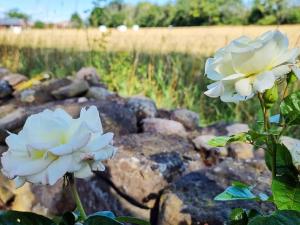 Forest Cottage in Rosenborg, Öland
