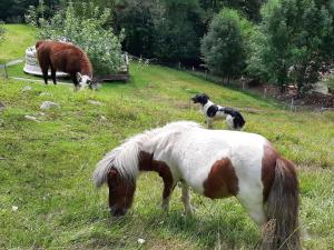 Chalets Cabane perchee avec terrasse, sauna et BBQ a Ferdrupt - FR-1-589-770 : photos des chambres