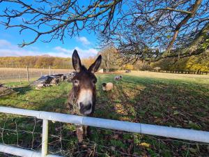 Séjour nature proche Orléans avec animaux et étang - FR-1-590-560
