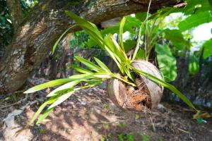 Olive Green Villa in Negombo for Airport Transit