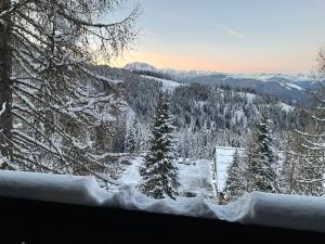 Almrausch und Enzian