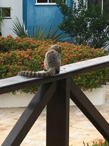 Arituba Tropical , Tabatinga