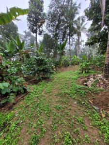 Wayanad Villa homestay