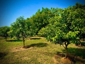 MangoHut Farmhouse Pool Villa