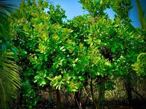 MangoHut Farmhouse Pool Villa