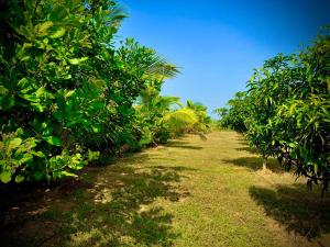 MangoHut Farmhouse Pool Villa