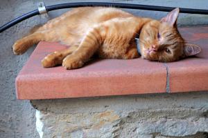 Casa Allegra Firenze