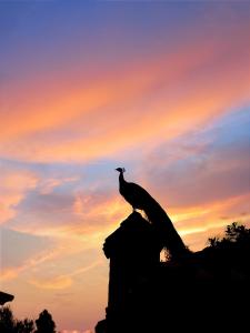 Cabaña Buenavista 3 habitaciones