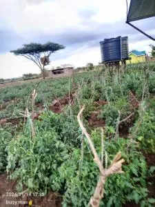 Sammyvero farm - Chala