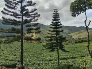 Pine Trees Home Holidays