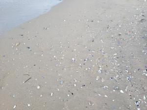 Bayview B32 - Burgas Beach Resort 2